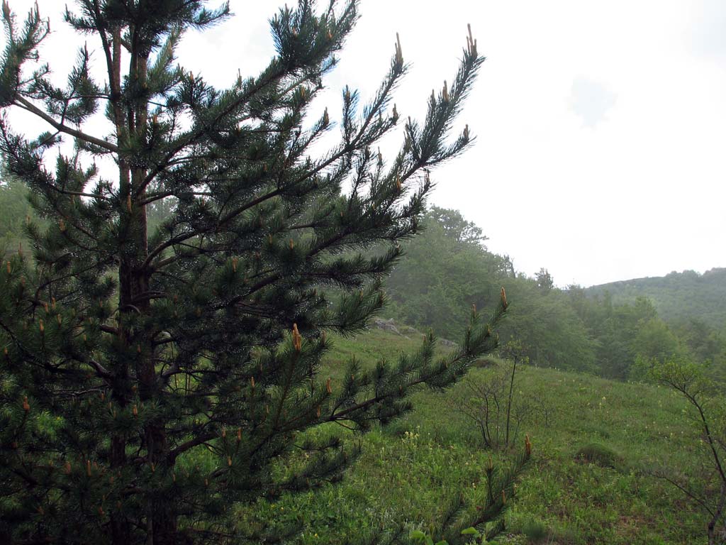 Лес после дождя