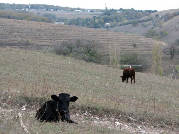 Коровы возле Обрыва