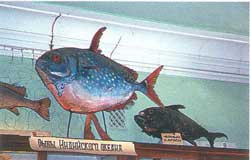 Музей морской флоры и фауны Южного НИИ морского рыбного хозяйства и океанографии